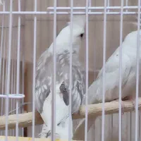 آلبینو دو کت طرح پروانه|پرنده|تهران, جمهوری|دیوار