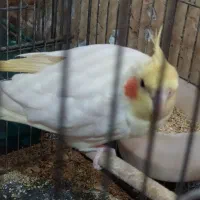 یک جفت عروس کار داده و لوتینو تکی