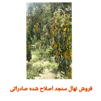 فروش نهال سنجد اصلاح شده صادراتی|خدمات باغبانی و درختکاری|نیشابور, دارایی|دیوار
