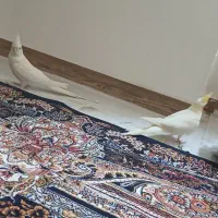 عروس هلندی مولد زیبا