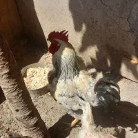 خروس|حیوانات مزرعه|اردبیل, |دیوار