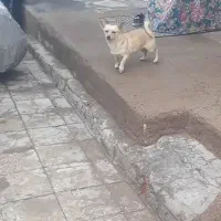سگ پاکوتاه