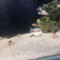 تترا جواهری باله بلند|ماهی|اردبیل, |دیوار