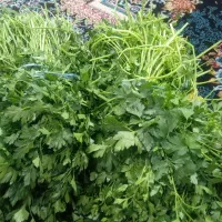 سبزی تازه|خوردنی و آشامیدنی|ایذه, |دیوار