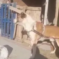 سگ افغان
