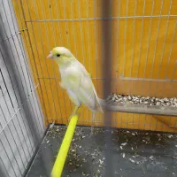 قناری نر|پرنده|مشهد, سعد آباد|دیوار