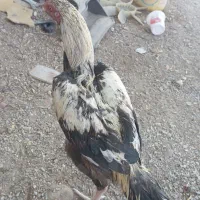 خروس جاوا اصیل|حیوانات مزرعه|ایرانشهر, |دیوار