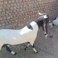 نر بز پاکستانی اصل|حیوانات مزرعه|مه ولات, |دیوار