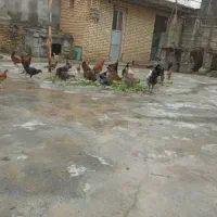 تخم مرغ|حیوانات مزرعه|بهبهان, |دیوار