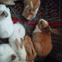 خرگوش|موش و خرگوش|قره چای, |دیوار