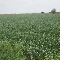 سیرشاهین دژکاشت شده