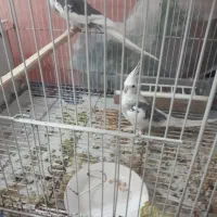 عروس هلندی رو تخم