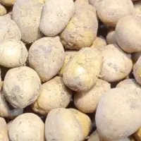 فروش سیب زمینی عمده