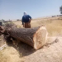 خرید و فروش چوب با بهترین قیمت|خدمات باغبانی و درختکاری|سنقر, |دیوار