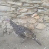 بوقلمون ومرغ|حیوانات مزرعه|بانه, |دیوار