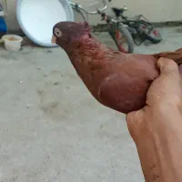 کفتر ماده پدرش صرب مادرش آبادانی درجه یک
