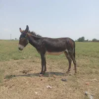 الاغ گوسفندی ارام