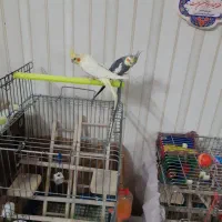 1جفت مولدواقعی جوجه دوست وبزرگ کن|پرنده|قم, انصارالحسین|دیوار