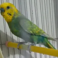 جفت مرغ عشق مولد اسپانگل