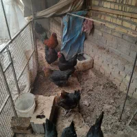 مرغ وخروس تخمگذار جوان|حیوانات مزرعه|ساوه, |دیوار