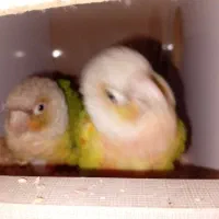 گرینچک مولد در حال تخم.در رباط کریم