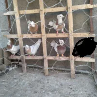 کبوتر طوقی|پرنده|قزوین, |دیوار