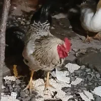 خروس بالغ|حیوانات مزرعه|رشت, سیا اسطلخ|دیوار