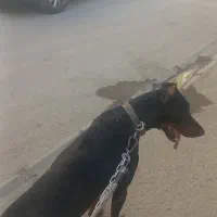 سگ دوبرمن نر صد درصد با اصالت