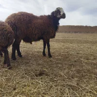 قوچ افشار|حیوانات مزرعه|سیدآباد, |دیوار