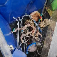 آکواریوم تصفیه دار|ماهی|مشهد, شهید معقول|دیوار