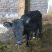 2عدد گوساله