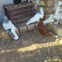 کفترچپ کبود دمسفید