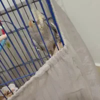 عروس هلندی رام و دستی ماده تخم گذار