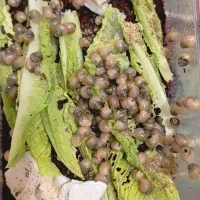 حلزون های سالم و با نگه داری تمیز و مرتب