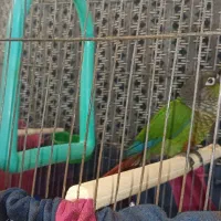 طوطی گیرین چیک