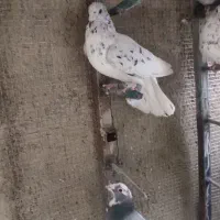 کفتر سرور|پرنده|شیراز, قلات|دیوار