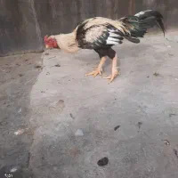 خروس لاری صابونی