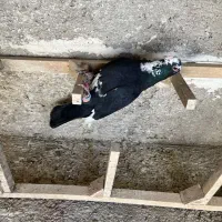 کفتر|پرنده|شیراز, گویم|دیوار