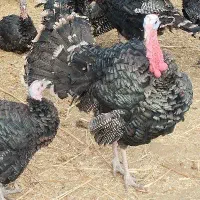 بوقلمون یلدا تمیز