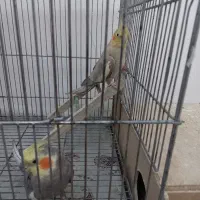 یک جفت عروس هلندی مولد|پرنده|برخوار, |دیوار