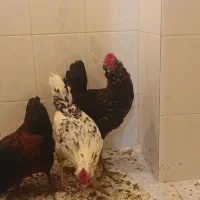 خروس|حیوانات مزرعه|قم, سالاریه|دیوار