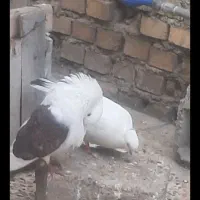 کبوتر دوکت تهرانی کشیده  ودنبی موشی  پرش سنگین