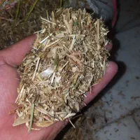 کاه سیاه دانه
