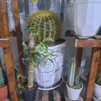 گل و گیاه|گل و گیاه طبیعی|رباطکریم, رباطکریم|دیوار