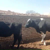 گاو ، گوساله هولشتاین