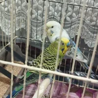 جفت نر و ماده آماده هستند و قیمت پونصد تومان