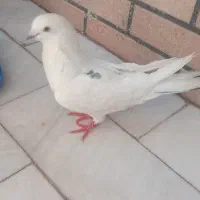 کفتر و جوجه