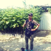 فروش نهال زیتون تلخ|خدمات باغبانی و درختکاری|فرح آباد, |دیوار