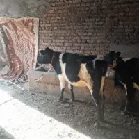 یک راس گوساله ماده