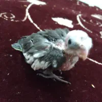 جوجه عروس هلندی